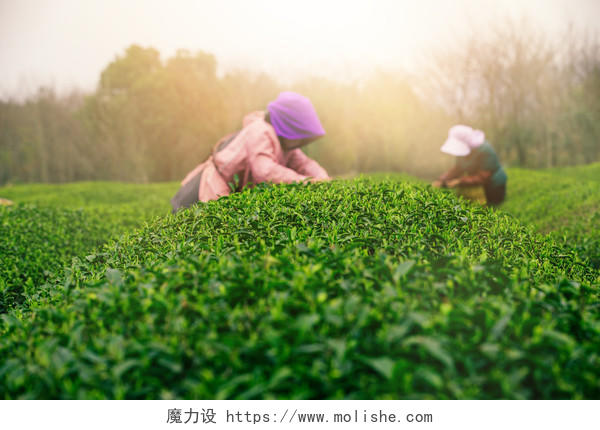 清明节春天绿色茶山采茶背景图片